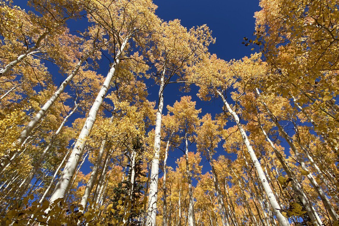 Park City Fall Foliage Hike