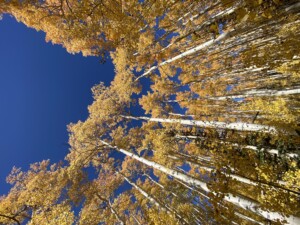 Park City Fall Foliage Hike