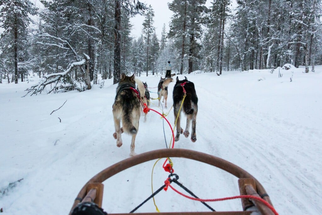 View from a dog sled behind a team of sled dogs running down a snowy forest trail