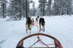View from a dog sled behind a team of sled dogs running down a snowy forest trail